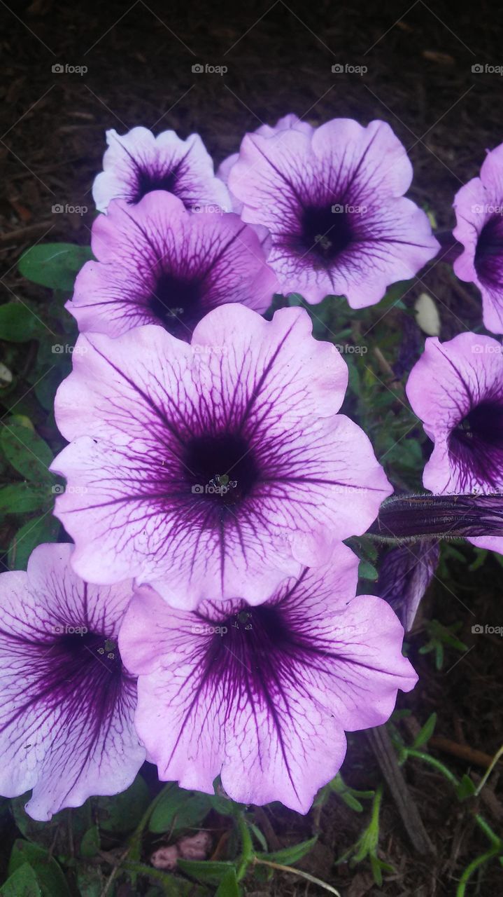 Flower, Flora, No Person, Nature, Garden