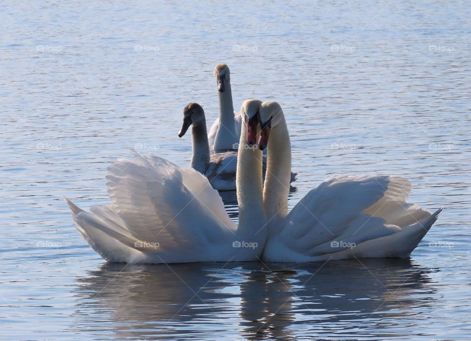 Dance of the Swans