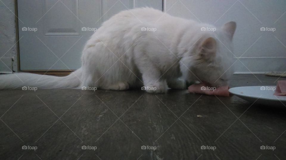 Cat, Mammal, One, No Person, Portrait