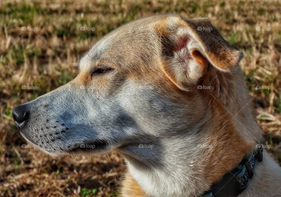 Yellow Labrador Retriever 