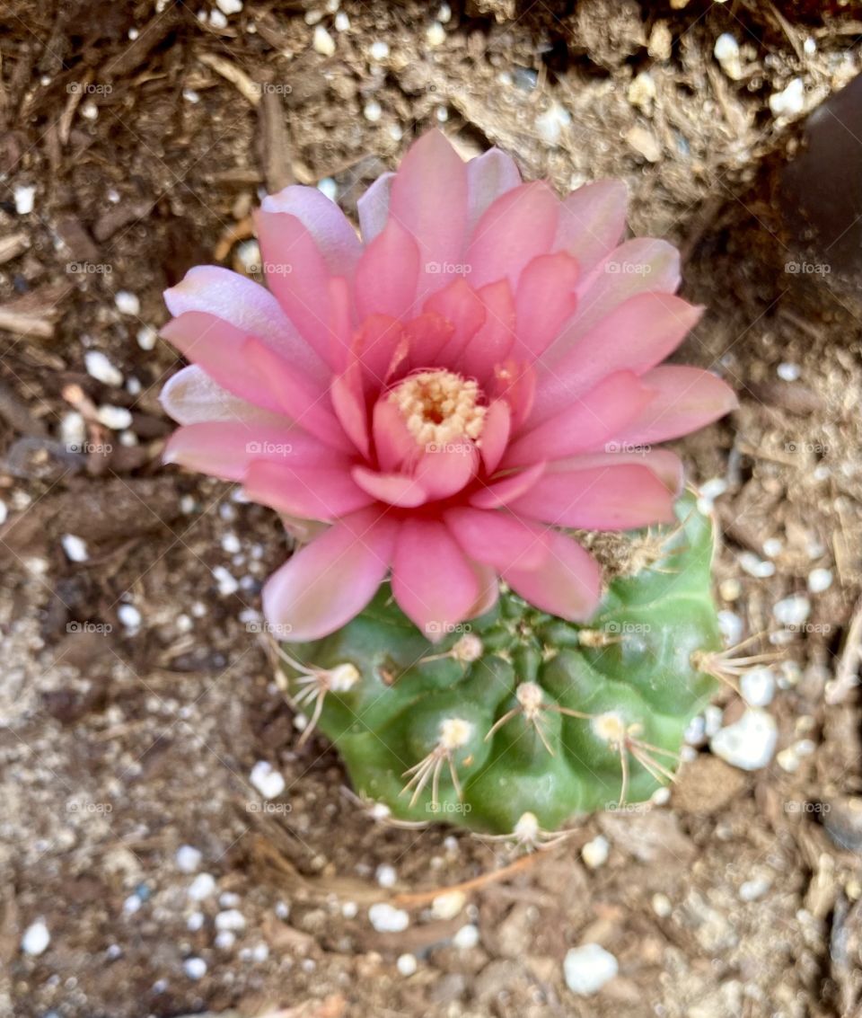 Cactus flower 