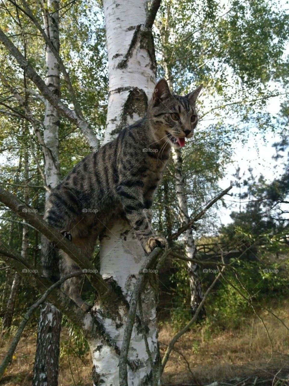 Cat Felix on the tree