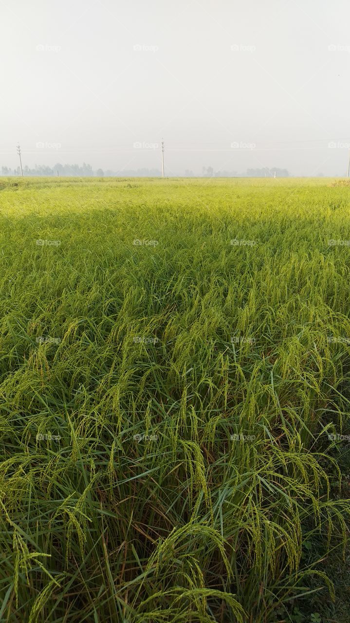 Beautiful rice land
