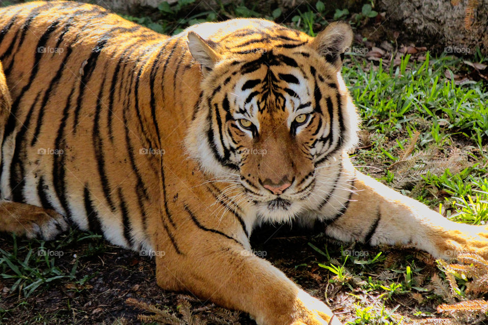 Tiger in zoo