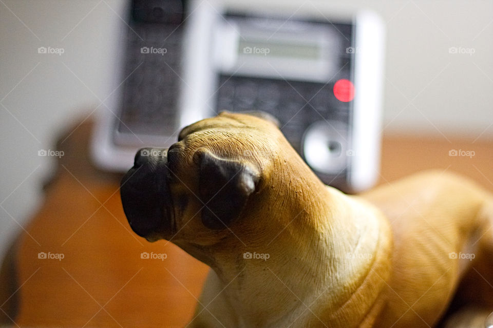 Stoned dog near a phone.