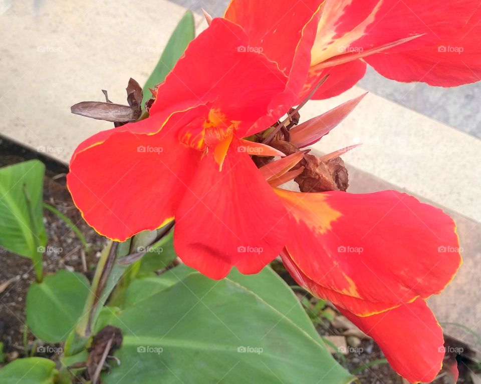 Red flower on the park