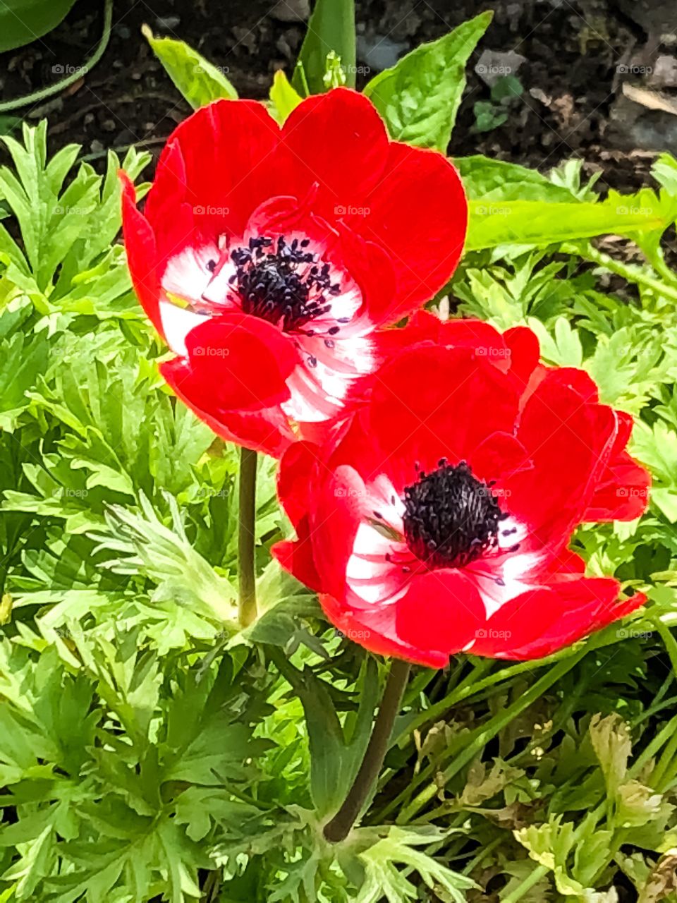 Summer Flowers