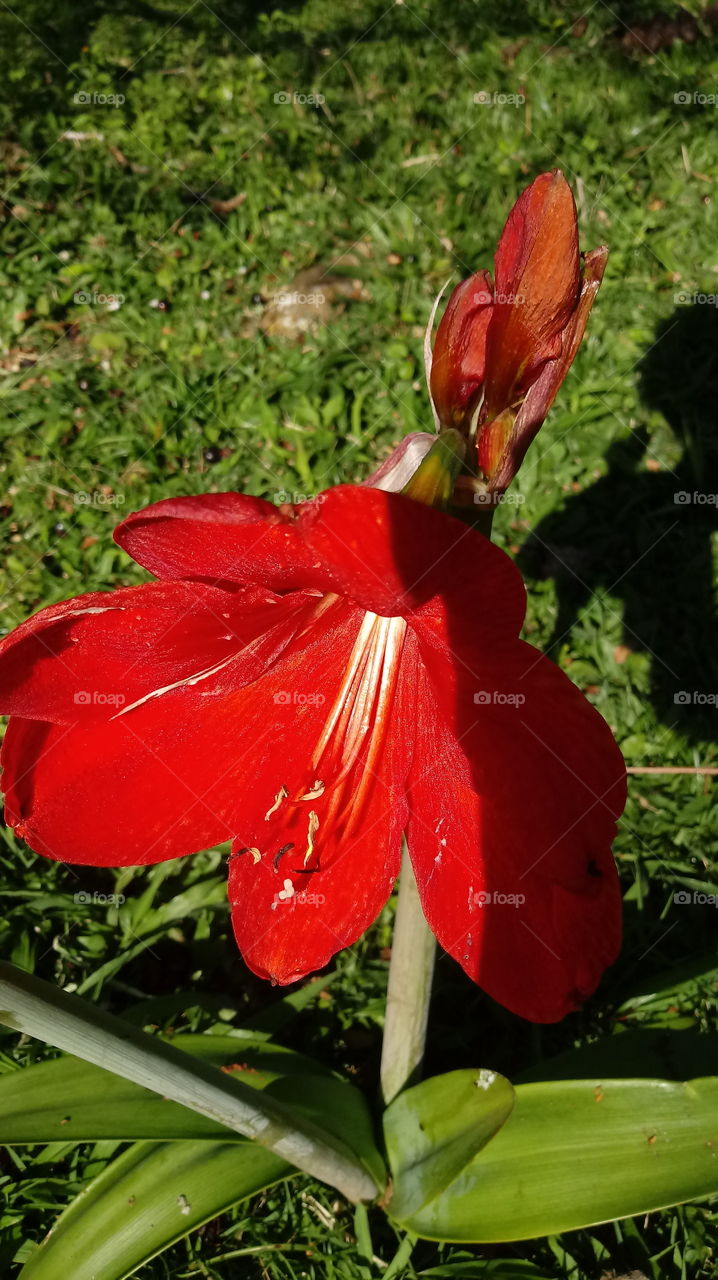 Zìrán, zìrán, zhíwù, jǐngguān, huánjìng, huāyuán, huā Hippeastrum papilio(Ravenna).