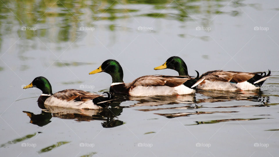 getting your ducks in a row