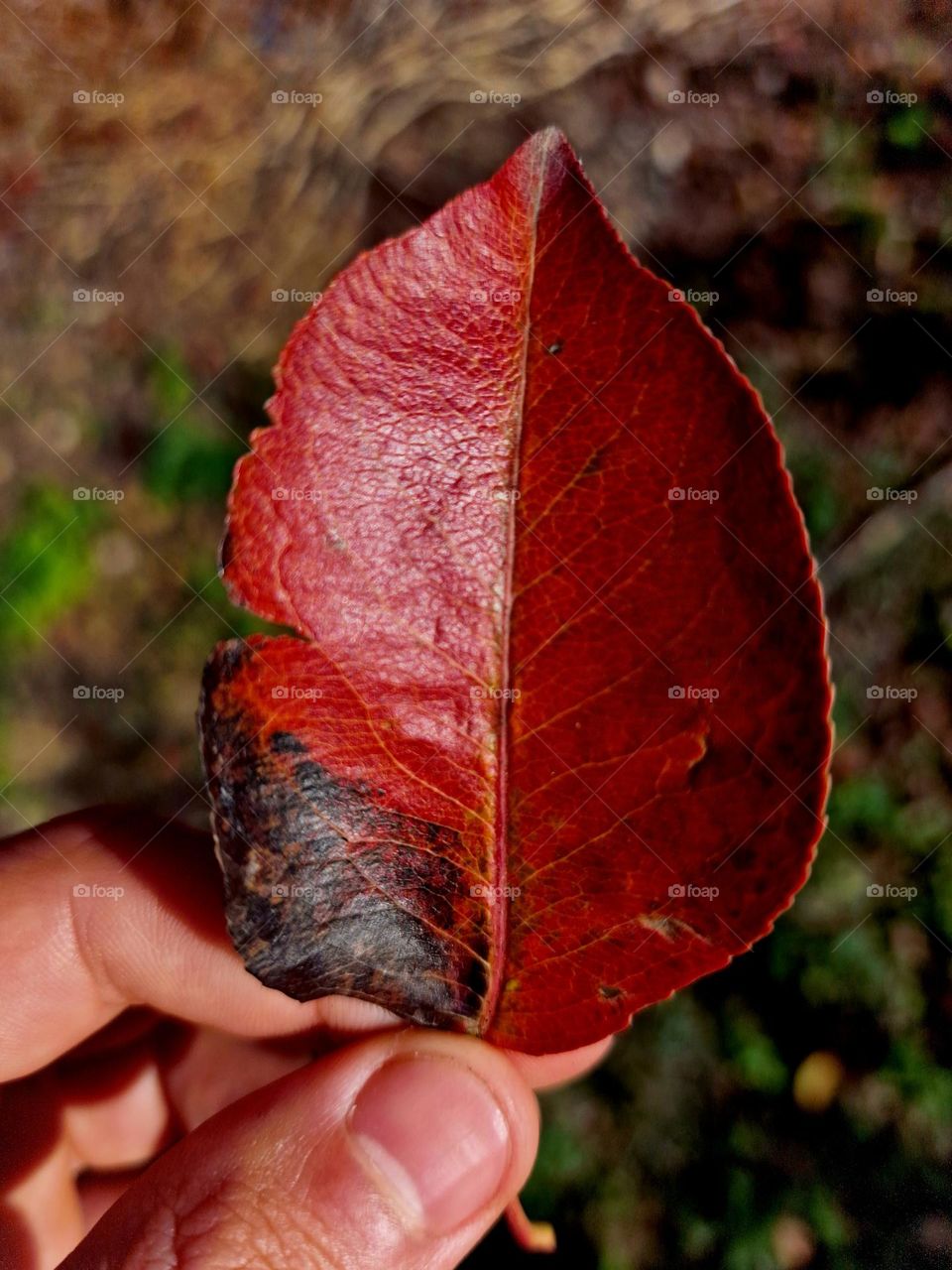 the magenta leaf