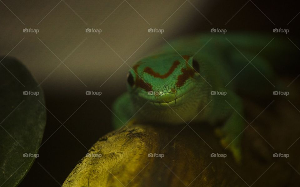 Smiling lizard looking at the camera 