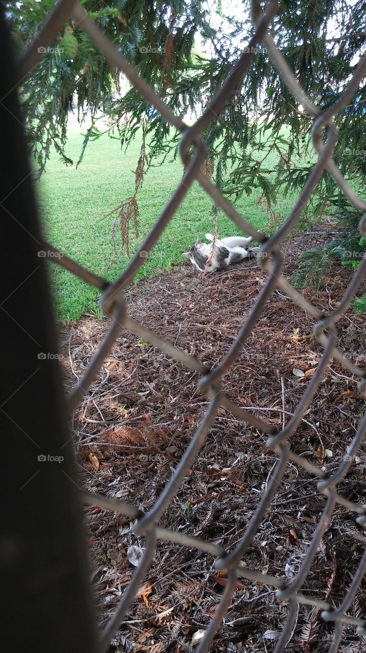 Lazy day at the park