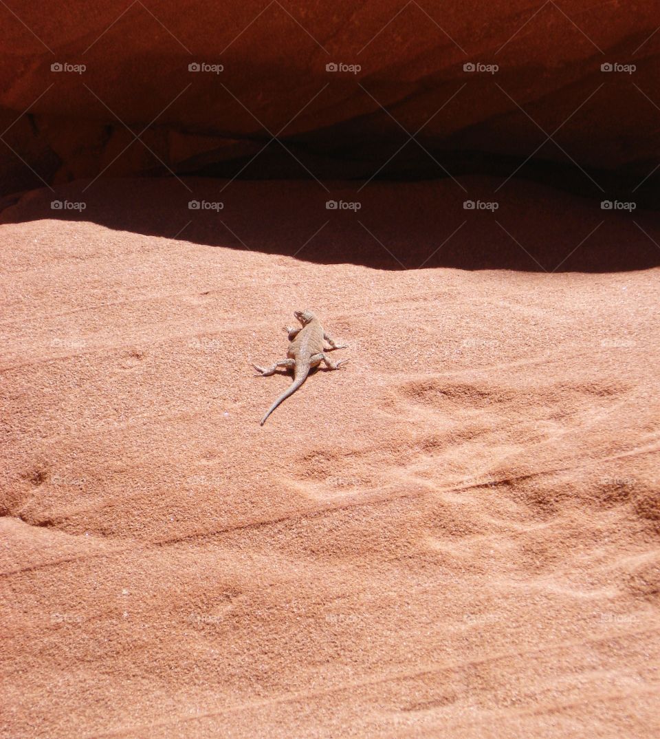 Lizard on the sand