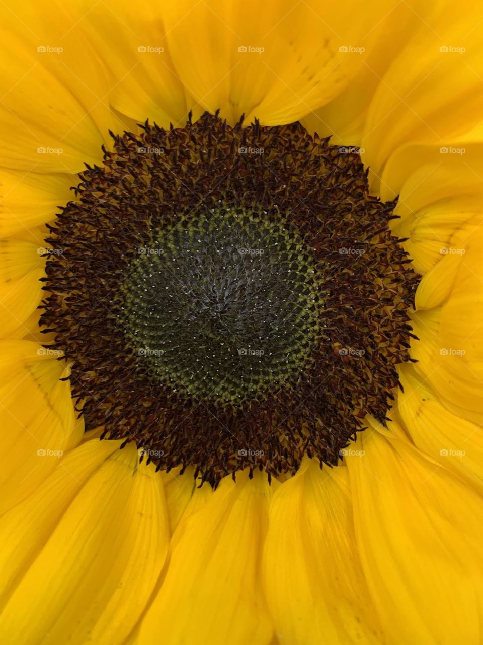 While they are stunningly beautiful, they also have a rich history and meaning. Sunflowers symbolize adoration, loyalty, and longevity.