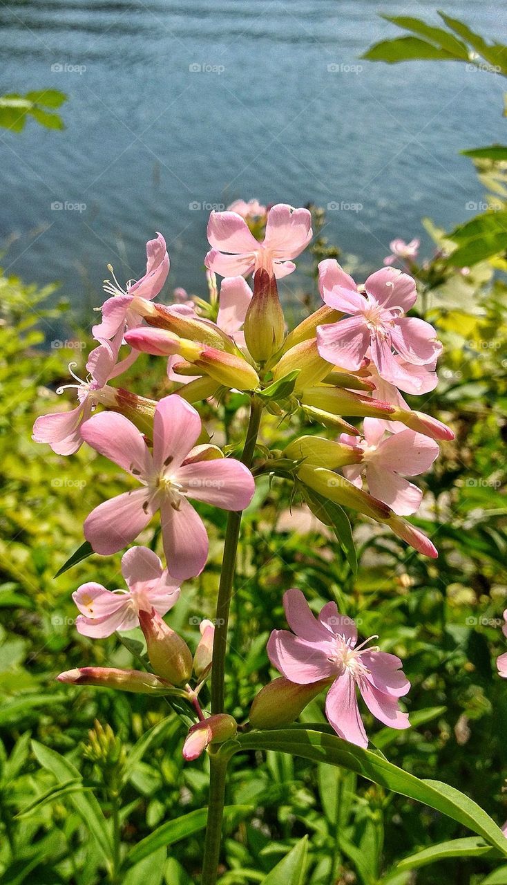 Flowers by the sea.