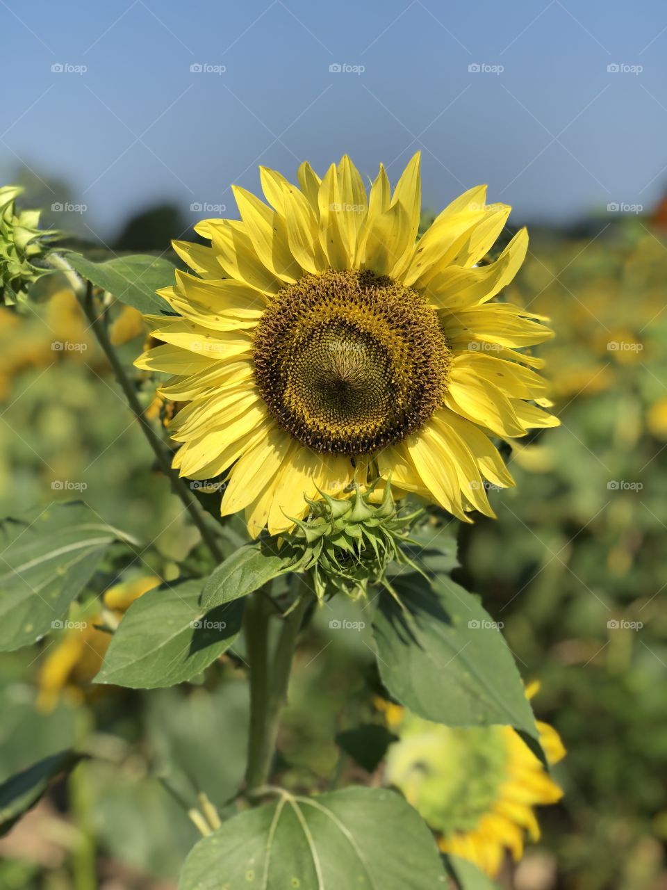 Sunflower field pure and beautiful 