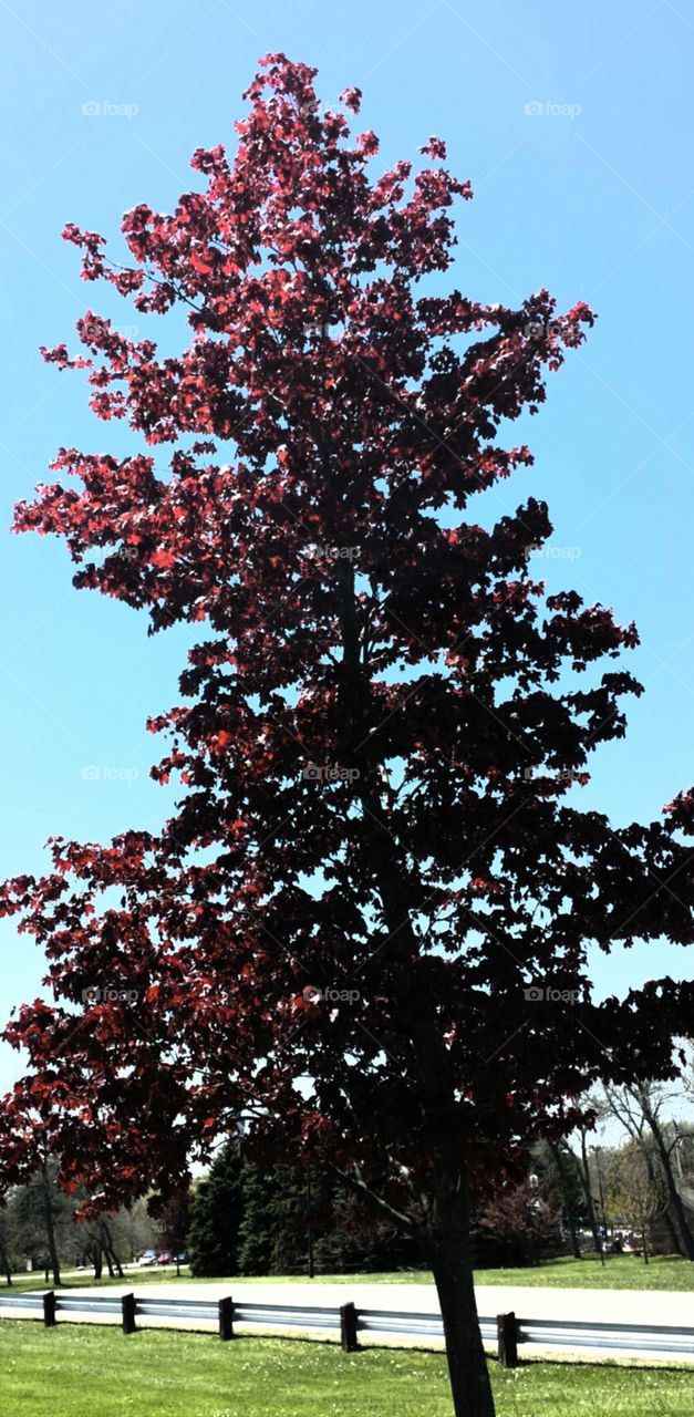 Nature. Red Maple