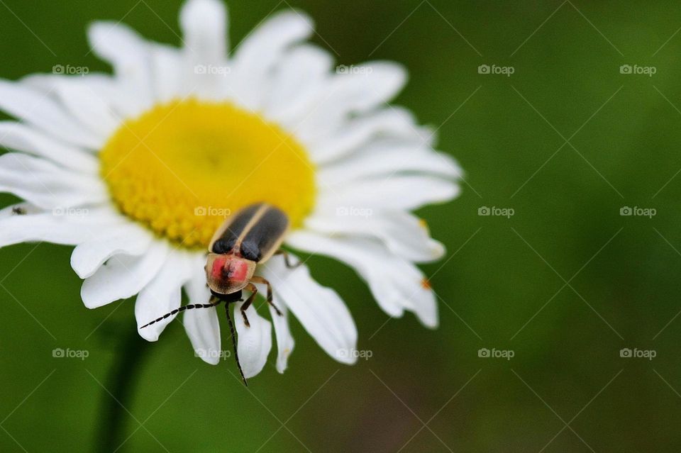 Lighting bug on daisy 