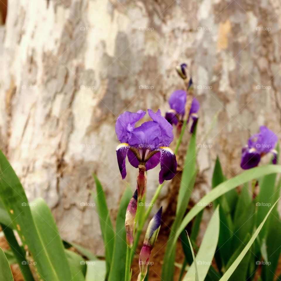 iris
