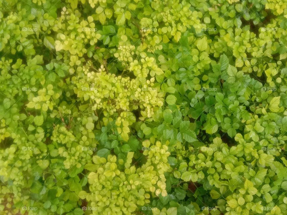 The all green tiny bubbles ♥️🧿