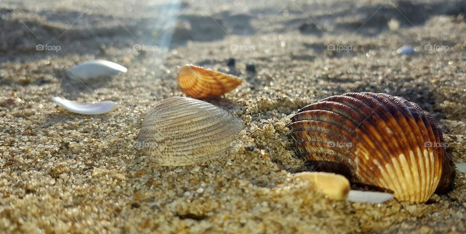 shell's on sand.