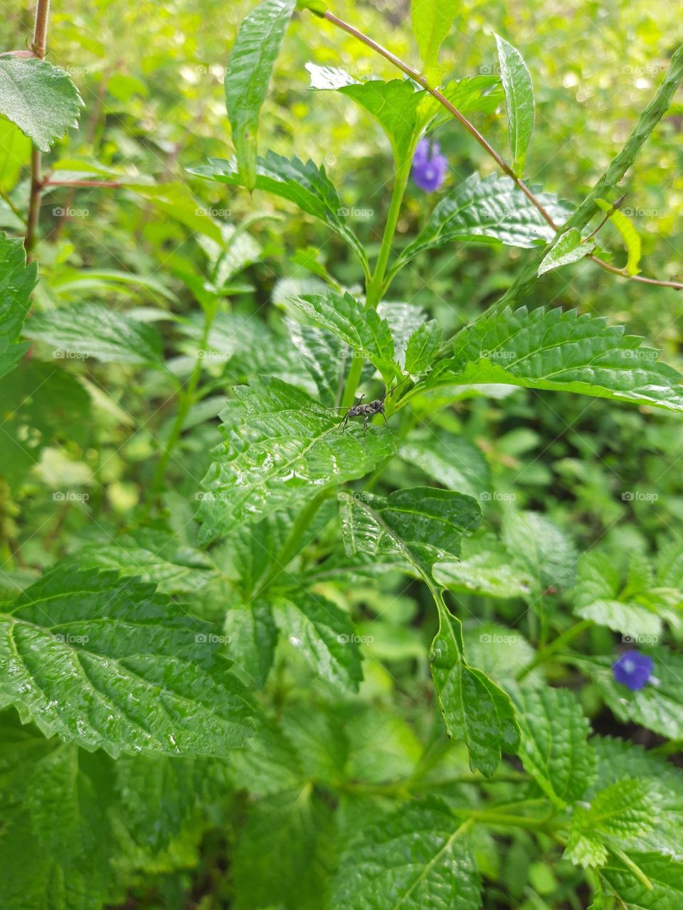 A little ant going up a tree in search of food on a cold morning