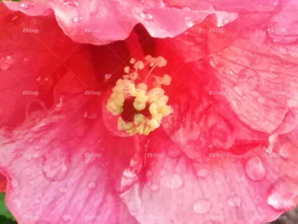 Macro Hibiscus