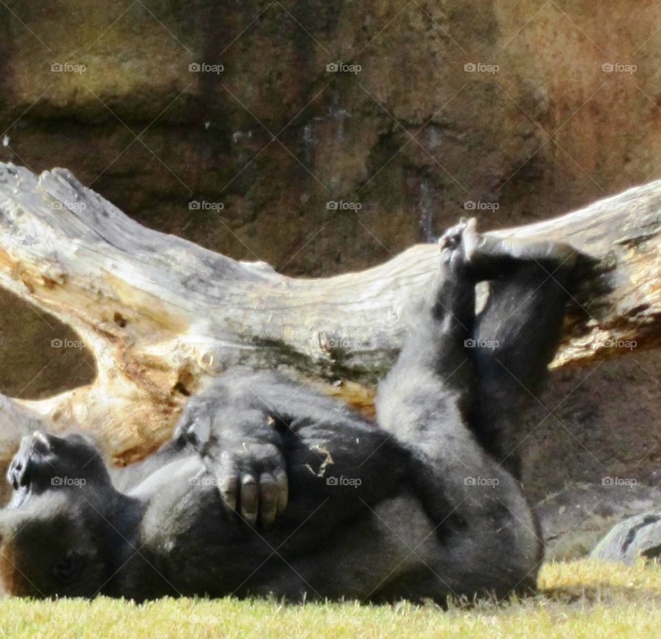 Chimpanzee's relaxing - Berlin zoo