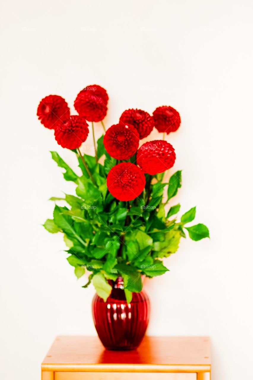 beautiful red rose flowers