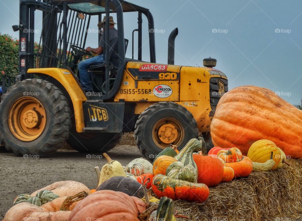 Farmer At The Pumpkin Patch