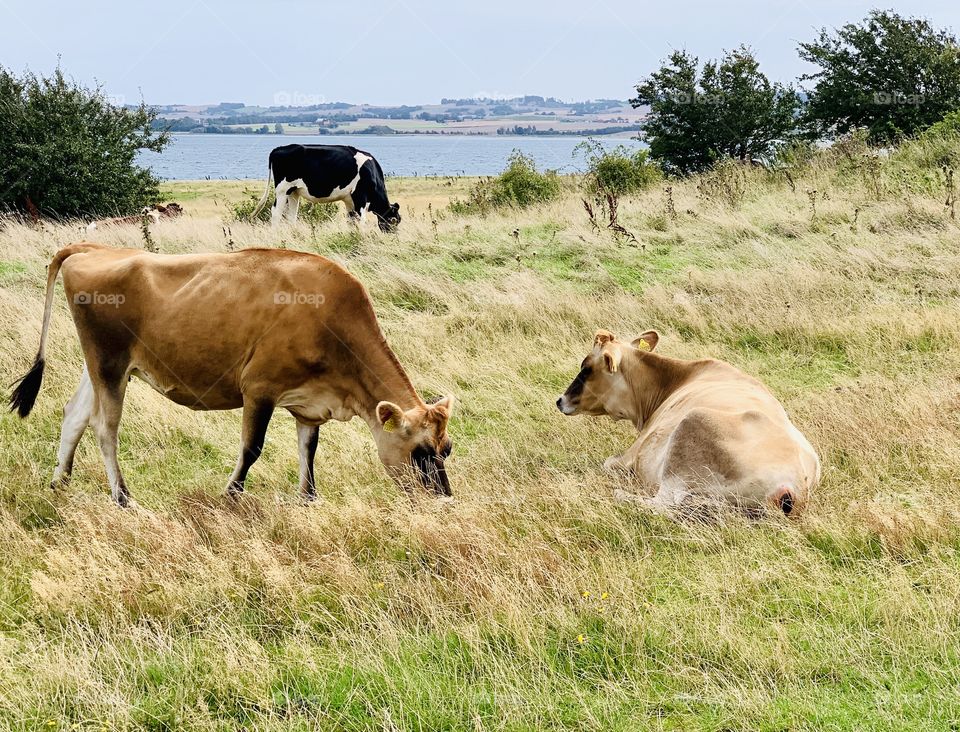 Kalø