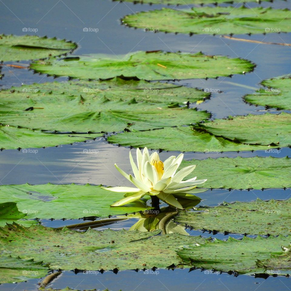 Water lily at Lake Panic in the Kruger National Park, South Africa