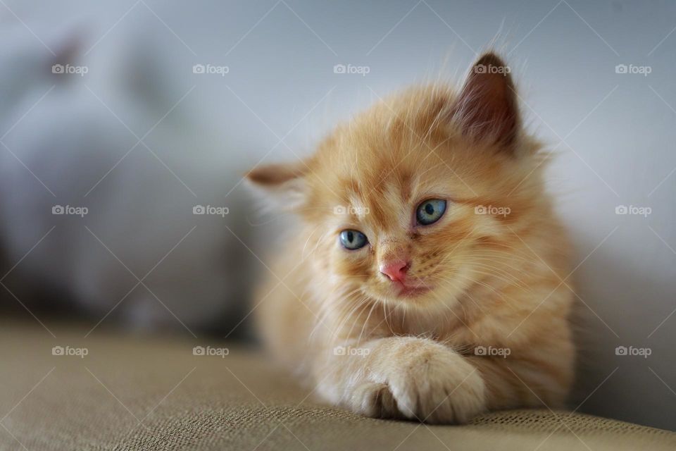 Beautiful and cute cat