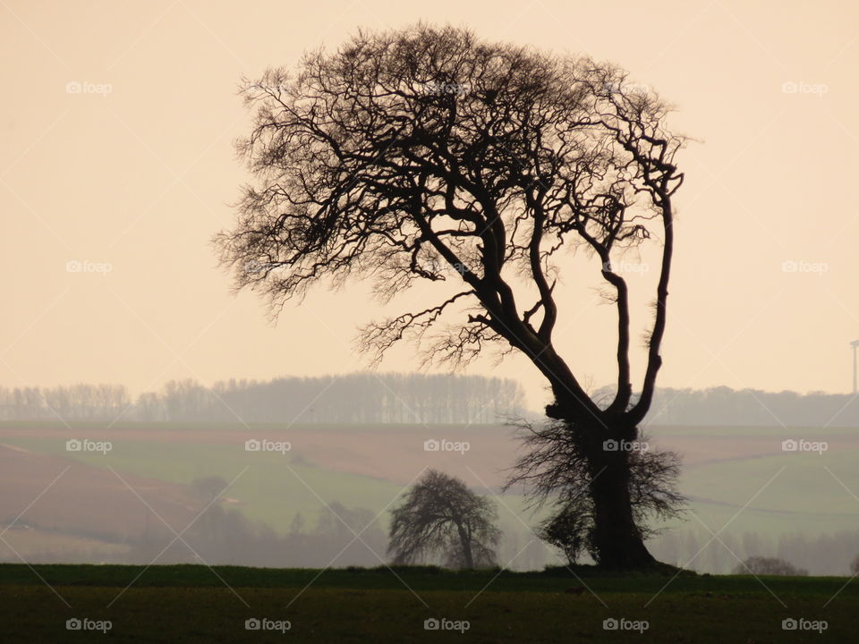 tree in sunset