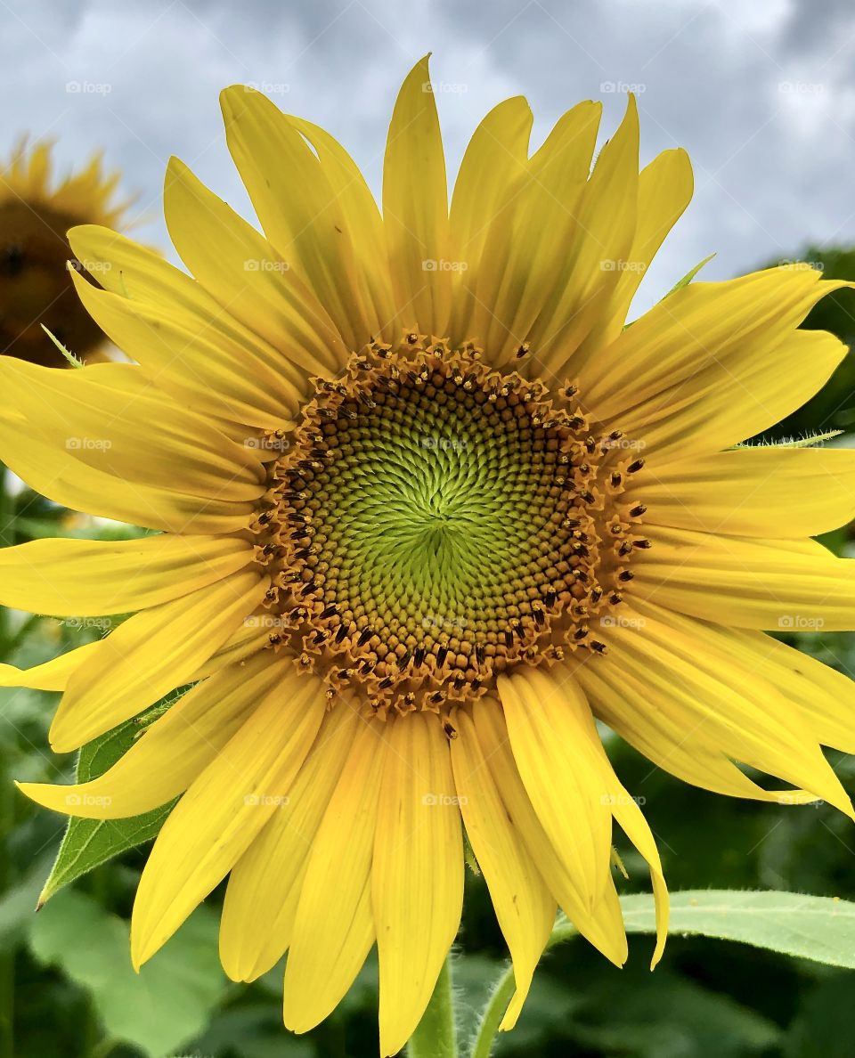 Closeup of sunflower petals and center