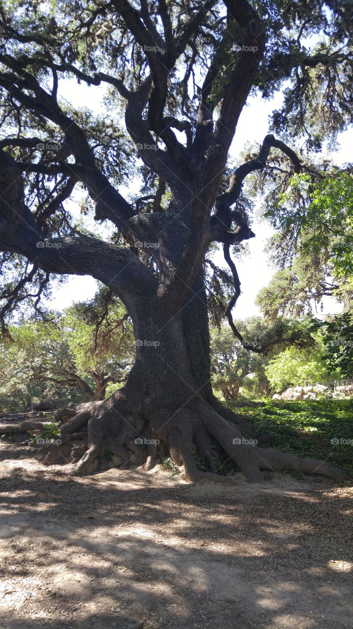 cool tree in Lukenbach, TX