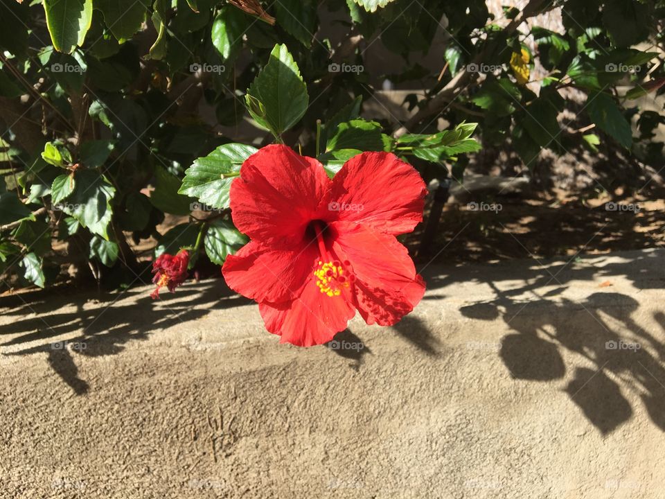 Red flower