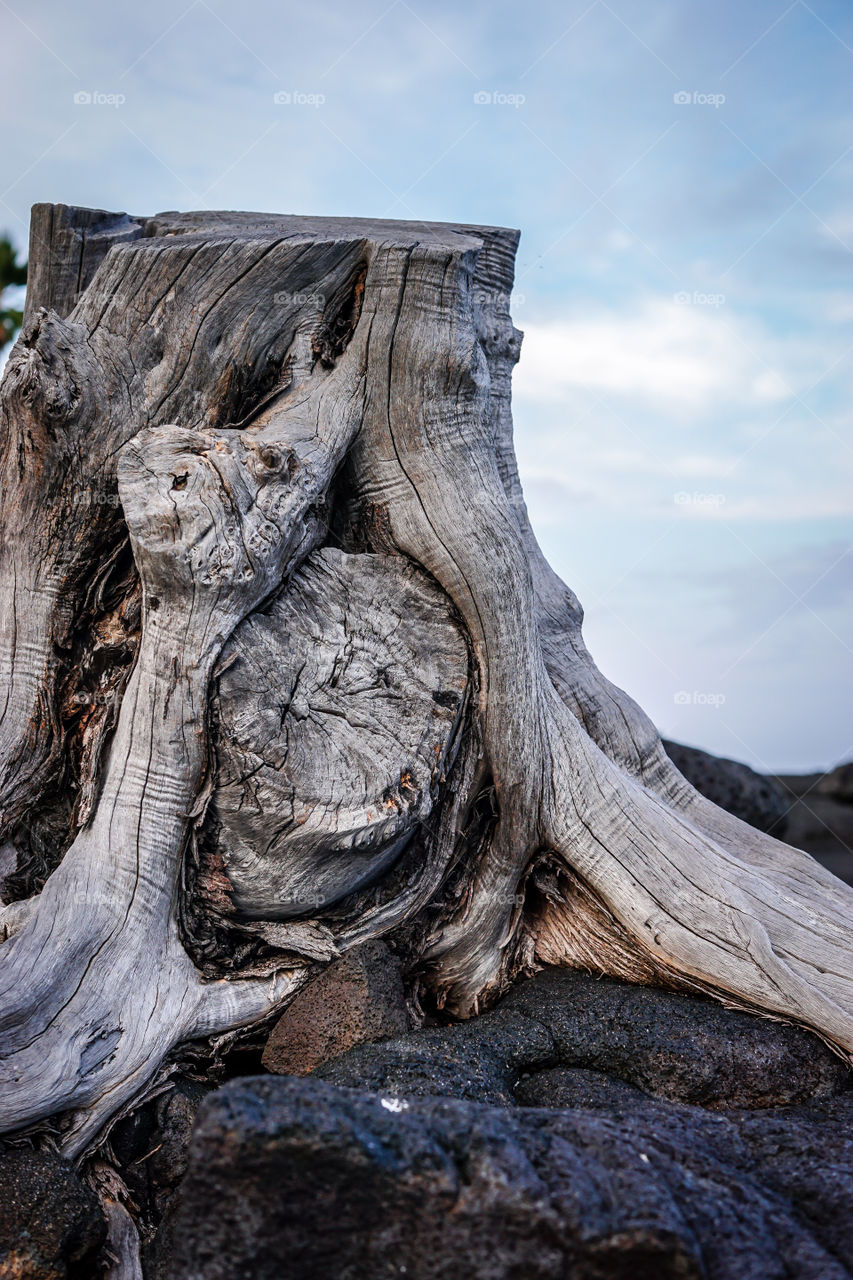 Beach Stump