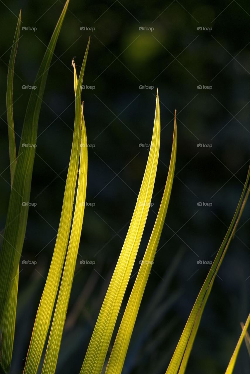 Green leaves under sunlight