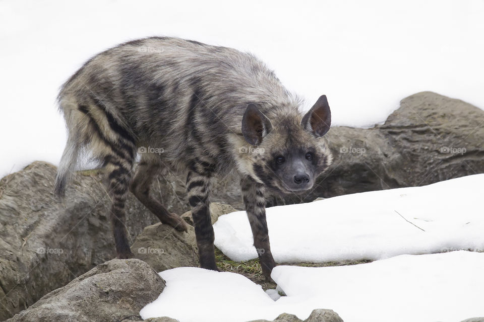 Striped hyena (Hyaena hyaena)