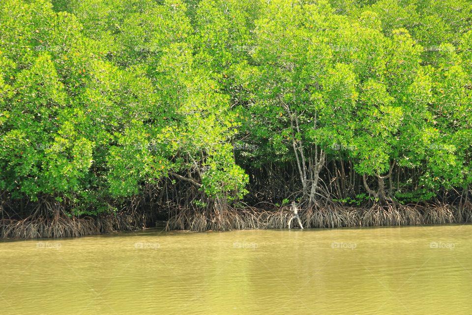 The trees in the mangrove forest next to the sea grow dense and beautiful.