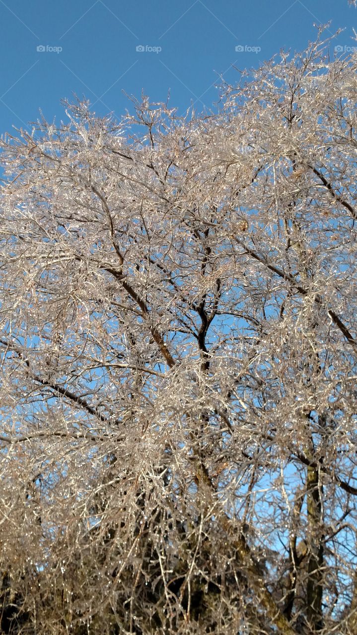Tree, Branch, Winter, Season, Landscape