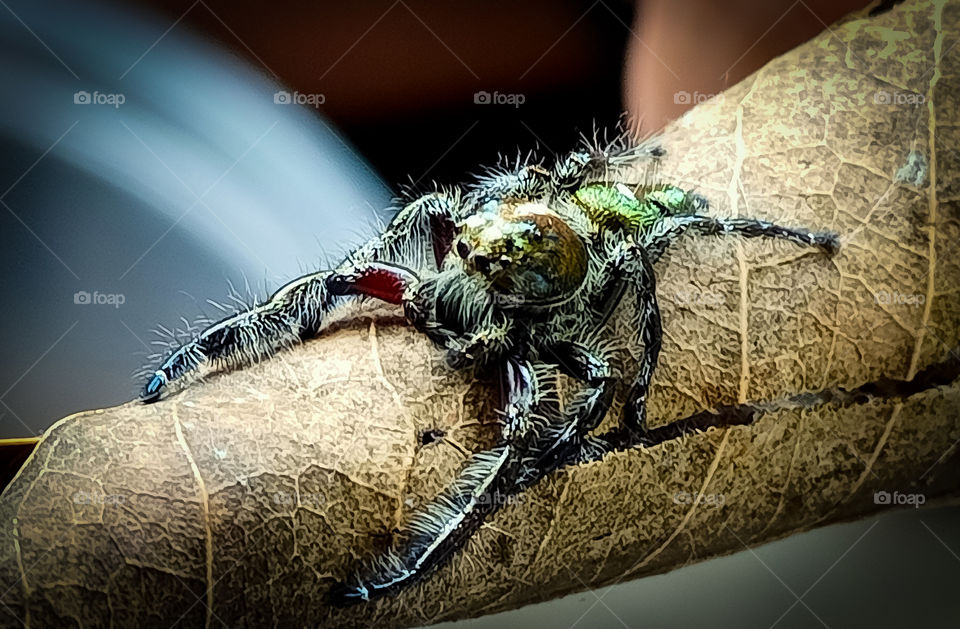 jump spider