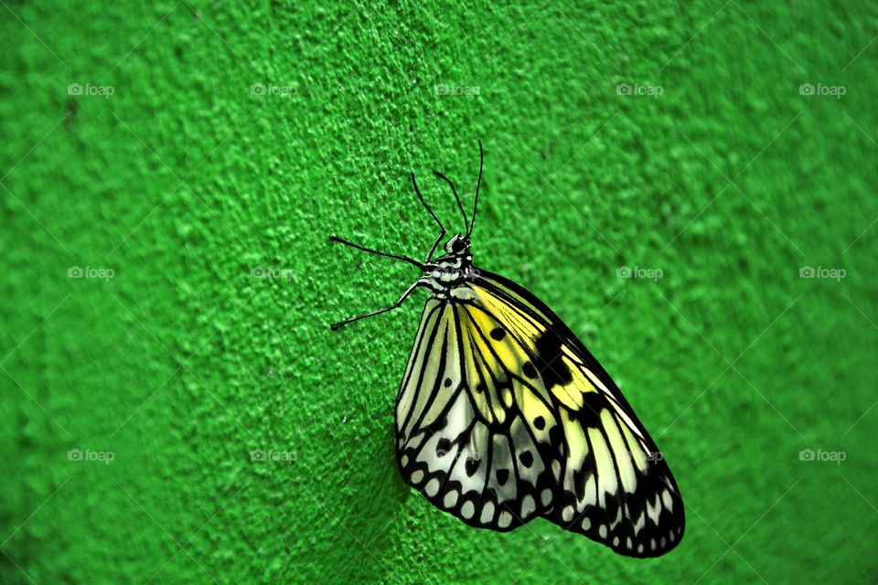 one butterfly alone in a green wall