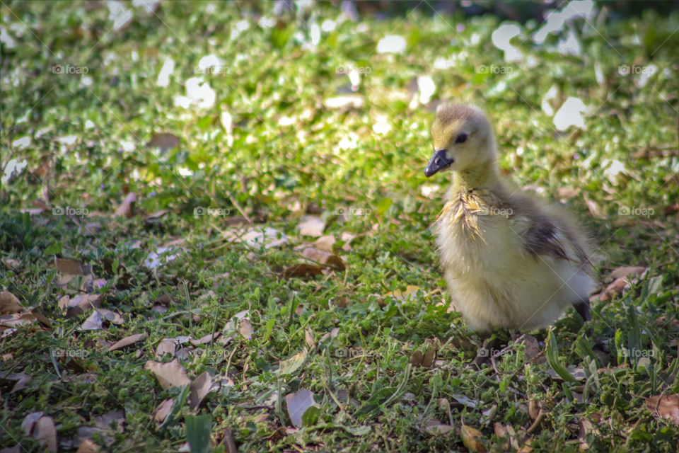 gosling