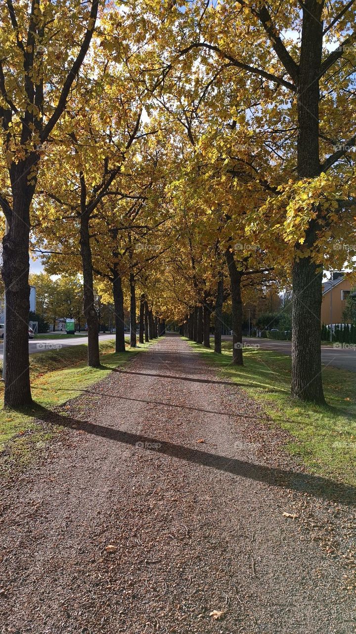 Beautiful alley, yellow trees in autumn