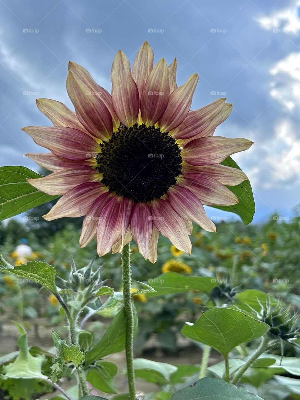 Beautiful Sunflower 