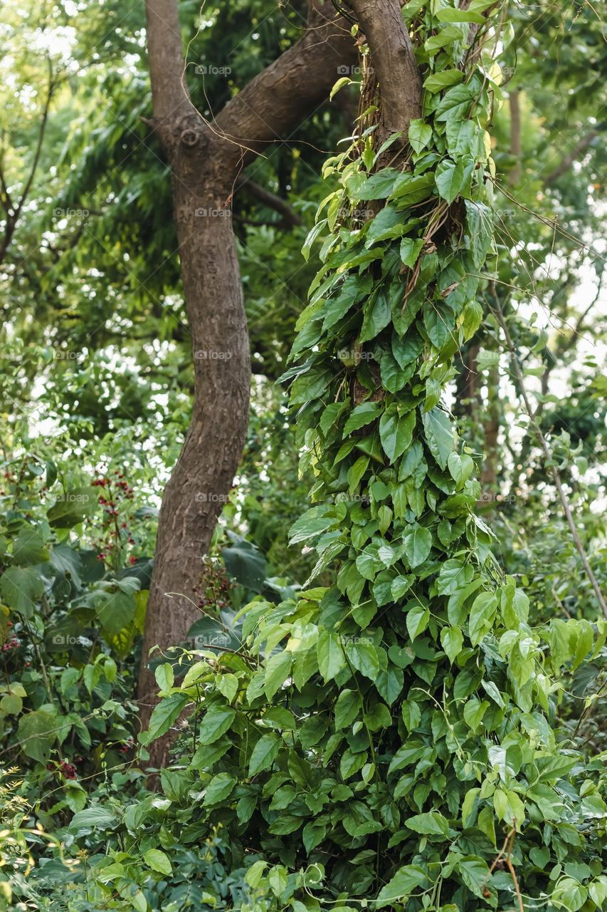 Indian forest view