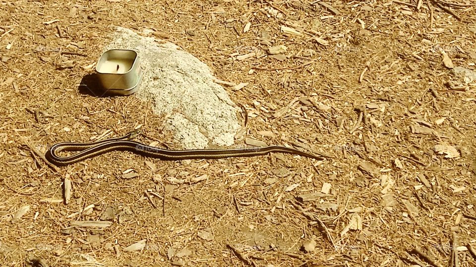 Snake in camp with candle