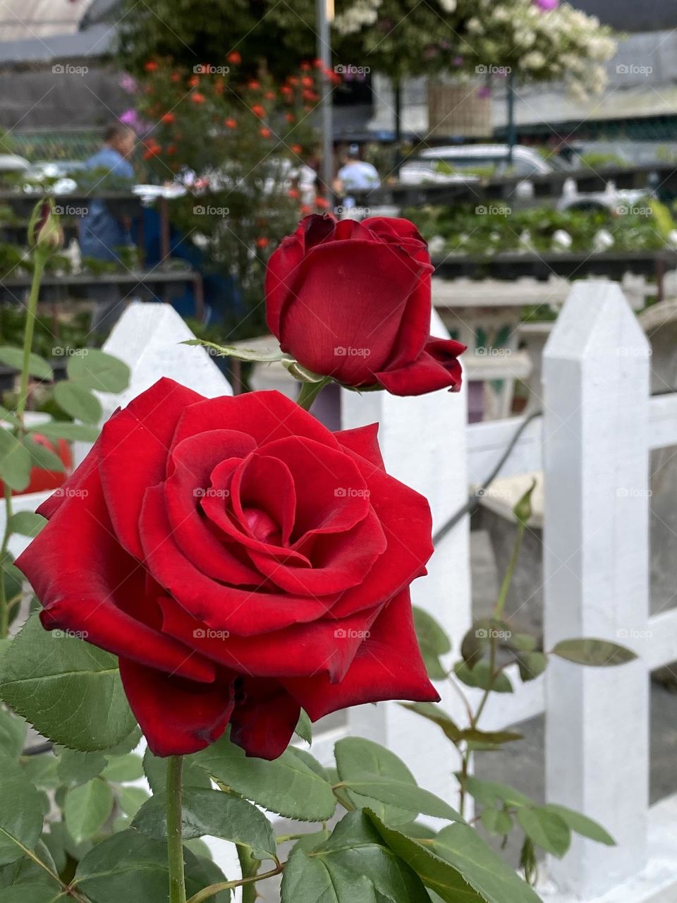 Closed up of beautiful blooming red roses in the garden.